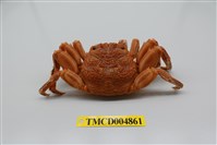 藏品(鱗形斜紋蟹)的圖片